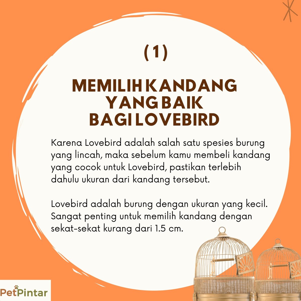 PetPintar's tweet photo. Ingin pelihara burung lovebird dirumah namun tidak tau cara merawatnya? 

Jangan khawatir, begini cara merawat lovebird supaya jinak dan gacor
https://t.co/Vwvfp3F4MD
.
.
.
.
.
#birdlove #lovebird #birds #birdstagram #instabirds #birdphoto #bird_lovers #birdsphotography https://t.co/Wc92vetnzu
