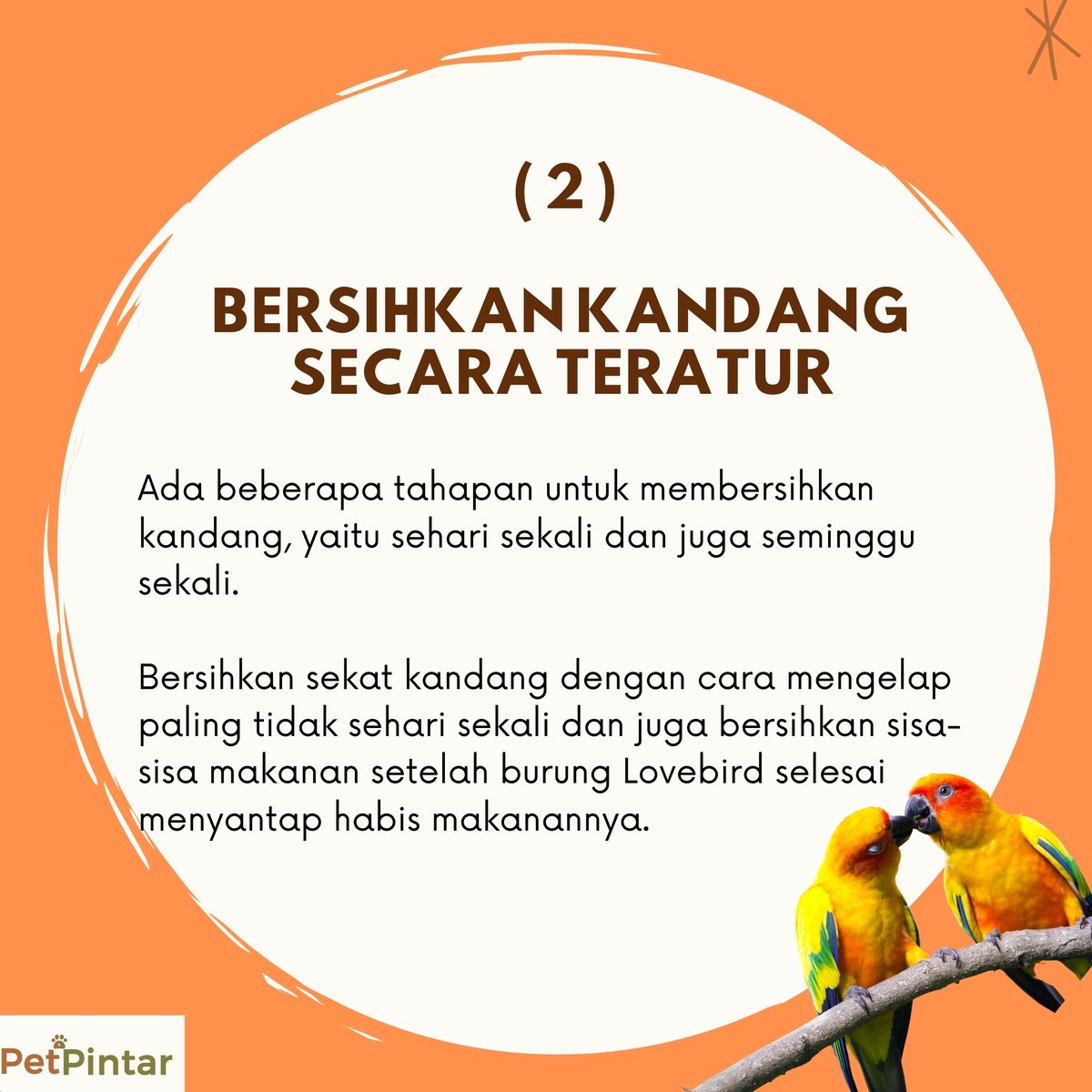 PetPintar's tweet photo. Ingin pelihara burung lovebird dirumah namun tidak tau cara merawatnya? 

Jangan khawatir, begini cara merawat lovebird supaya jinak dan gacor
https://t.co/Vwvfp3F4MD
.
.
.
.
.
#birdlove #lovebird #birds #birdstagram #instabirds #birdphoto #bird_lovers #birdsphotography https://t.co/Wc92vetnzu