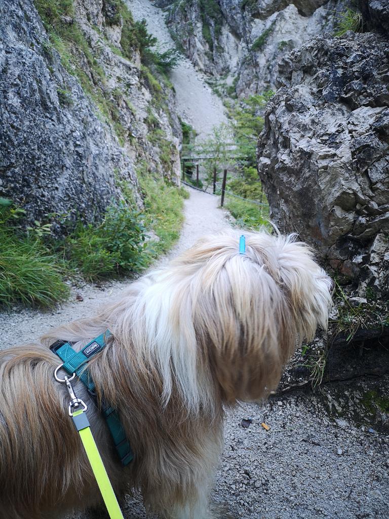 dexterS_i's tweet photo. I love the #alps #ötschergräben https://t.co/fs0zVlmA89