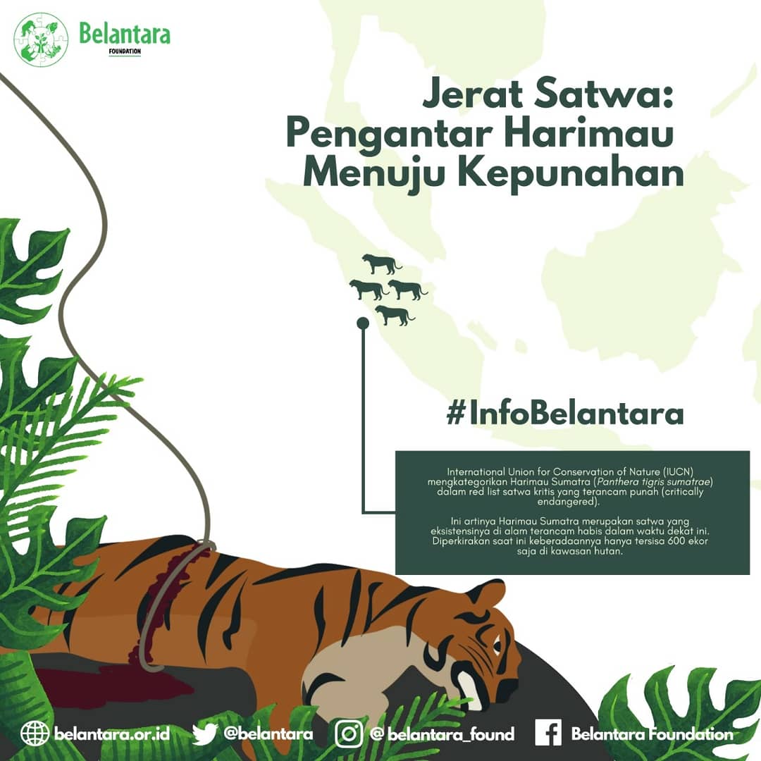 belantara's tweet photo. #KawanBelantara, kelestarian satwa liar merupakan tanggung jawab kita semua. Menjaga eksistensi keberadaan harimau Sumatra bukan hanya menjadi tugas dari pemerintah maupun organisasi pemerhati lingkungan, namun masyarakat turut andil dalam tugas ini. https://t.co/MrseHrbaL2
