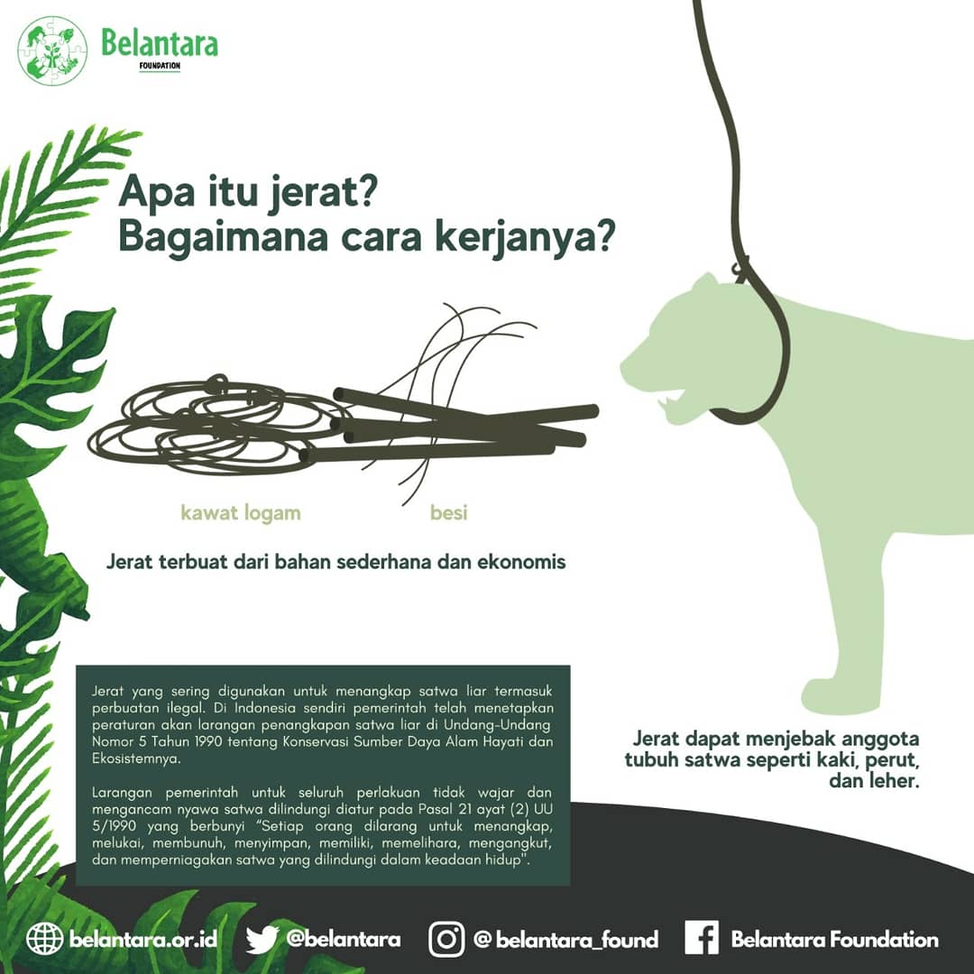 belantara's tweet photo. #KawanBelantara, kelestarian satwa liar merupakan tanggung jawab kita semua. Menjaga eksistensi keberadaan harimau Sumatra bukan hanya menjadi tugas dari pemerintah maupun organisasi pemerhati lingkungan, namun masyarakat turut andil dalam tugas ini. https://t.co/MrseHrbaL2