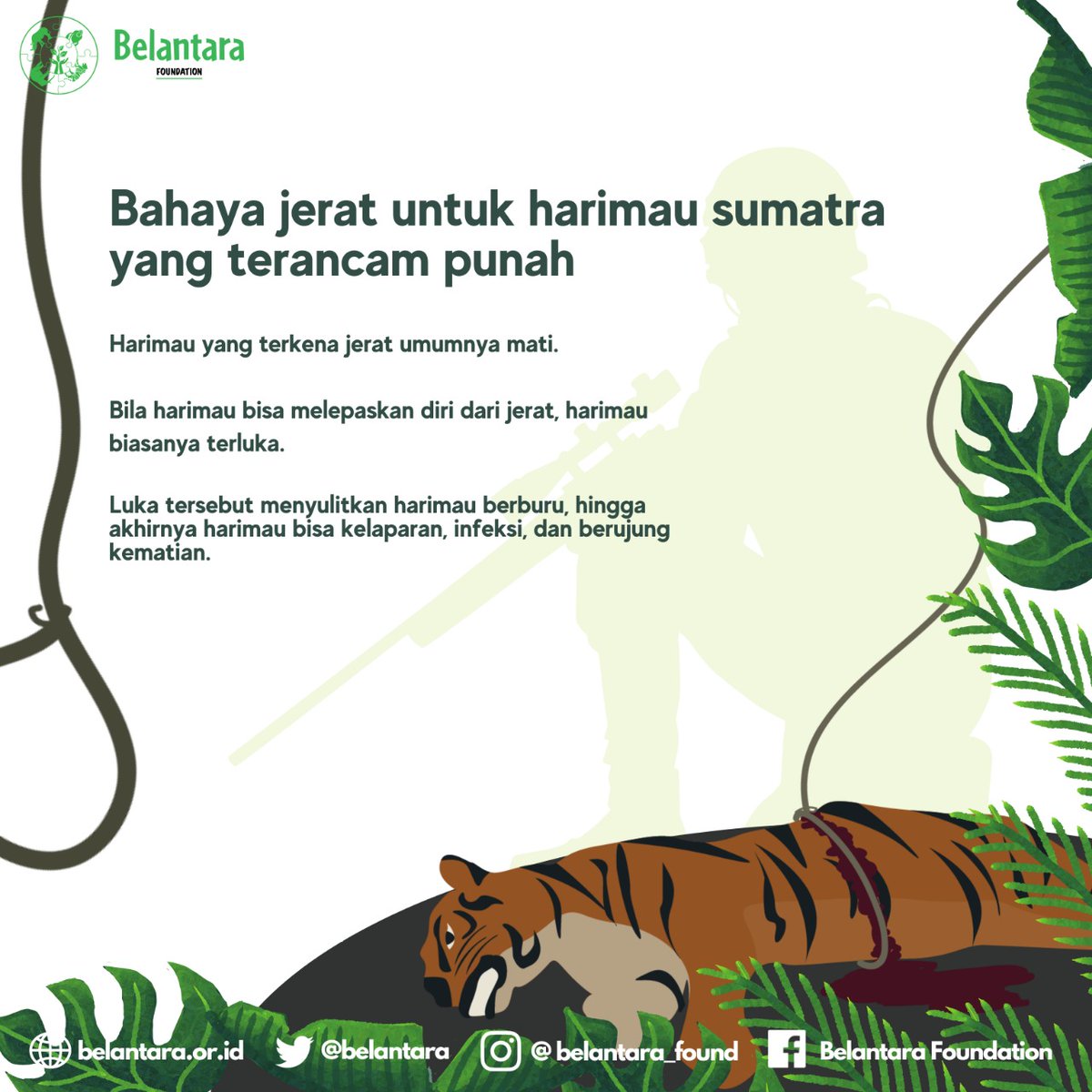 #KawanBelantara, kelestarian satwa liar merupakan tanggung jawab kita semua. Menjaga eksistensi keberadaan harimau Sumatra bukan hanya menjadi tugas dari pemerintah maupun organisasi pemerhati lingkungan, namun masyarakat turut andil dalam tugas ini.