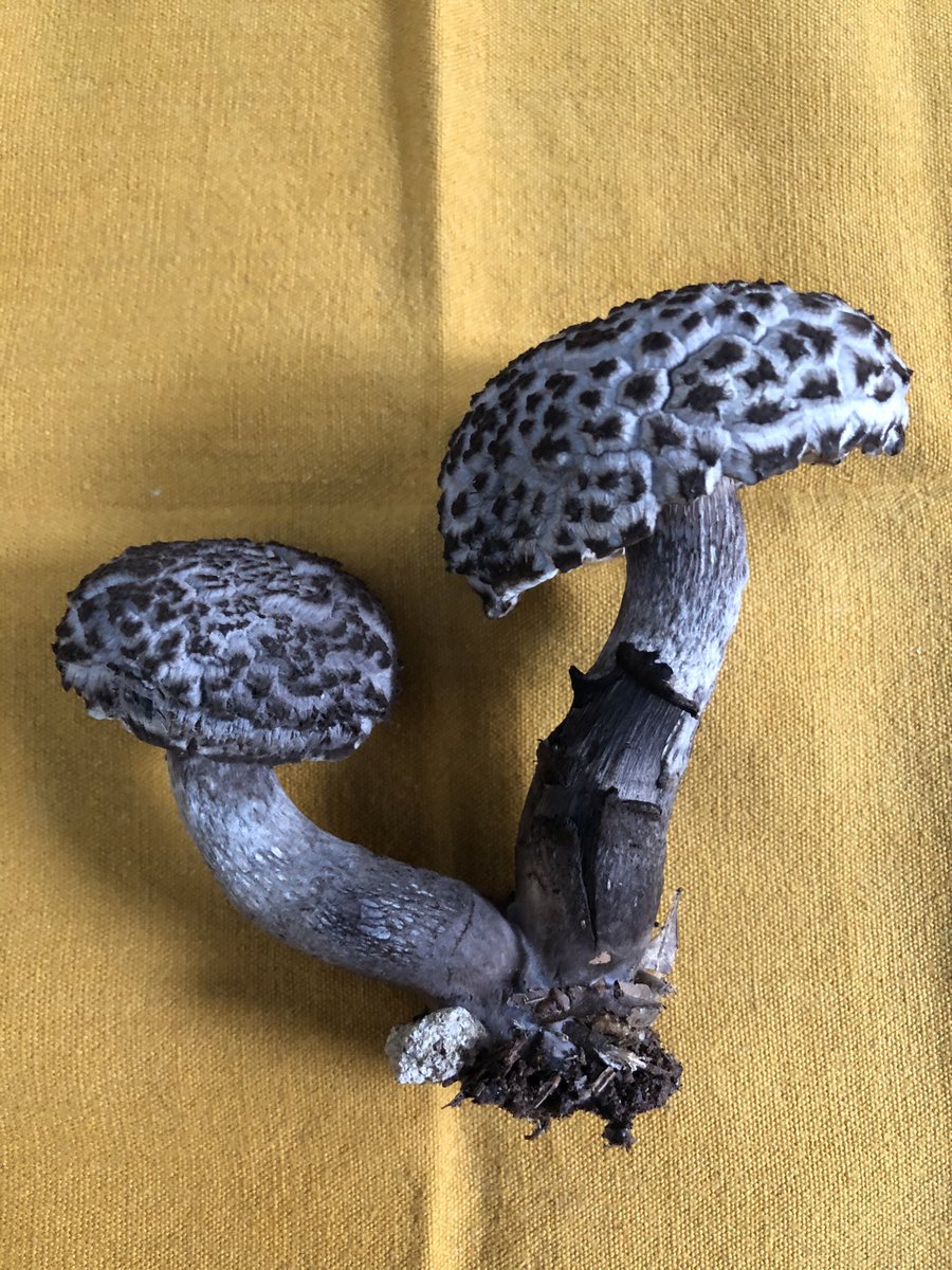 robustum's tweet photo. Good Mushrooms Abound https://t.co/fdnRyUkT9i