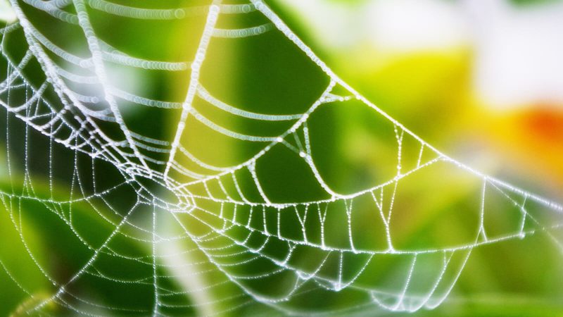 暦生活 こよみせいかつ No Twitter 露は 空気中の水蒸気が冷やされ 水滴となったものが植物の葉などについたもの 葉の他に蜘蛛の巣にも朝露 が降りているのを見かけますが 朝日を浴びて光る蜘蛛の巣はとても美しく どこか幻想的です つづき T Co 暦生活 こよみせいかつ No Twitter 露は 空気中の水蒸気が冷やされ 水滴となったものが植物の葉などについたもの 葉の他に蜘蛛の巣にも朝露 が降りているのを見かけますが 朝日を浴びて光る蜘蛛の巣はとても美しく どこか幻想的です つづき T Co