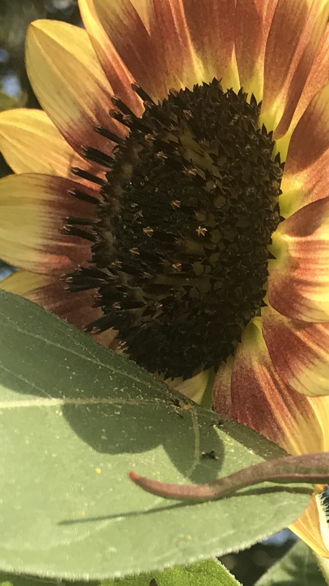 OfficialBPeters's tweet photo. I still have Sunflowers!!!🌻 https://t.co/qPwjuaTM6p