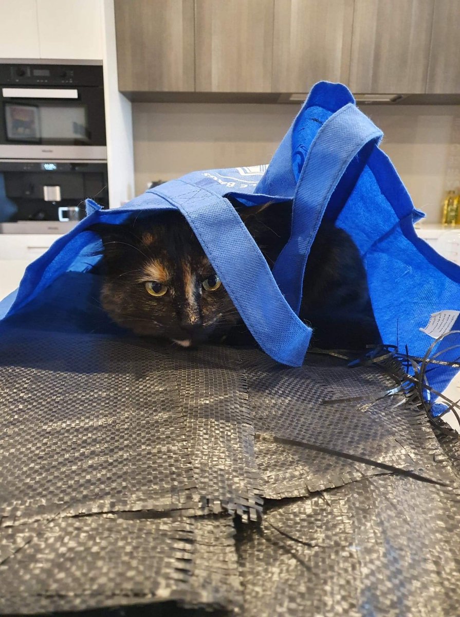 Carramartruffl1's tweet photo. #trufflecat Remy hoping to escape in the weedmat bag as we prep #truffletrees for planting. Adding extra inoculant, well, coz we can. Even number 1 son is helping form up weedmat spikes. Too much like work! #carramartruffles #truffles #plantingtruffles https://t.co/CVfArtjSRp