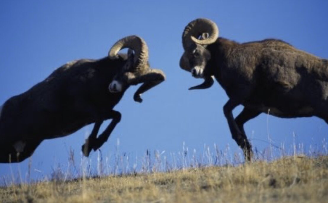 CoachBWhite7's tweet photo. #WakeUpRammin’ #WakeUpReading #RuntoWin #ReadToWin It’s #RamLife https://t.co/c5JiPsEInq