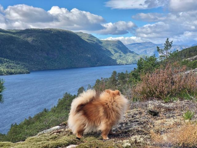 visittelemark's tweet photo. Kilen in Telemark🤩🙌

Photo by Linn Therese Fjeldvær

#visitnorway #visittelemark @visitnorway #telemark @lonelyplanet @fodorstravel https://t.co/3Nx94PoN01