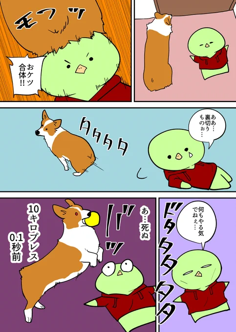 遊んでくれると勘違いするコーギー 
