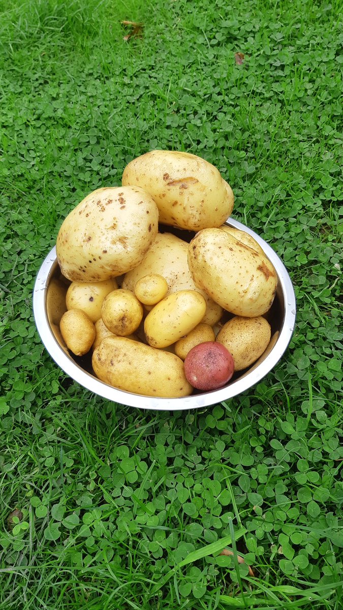 Eerste aardappelen gerooid uit de community moestuin. Heeft iemand een smaakvol gerecept? #moestuin