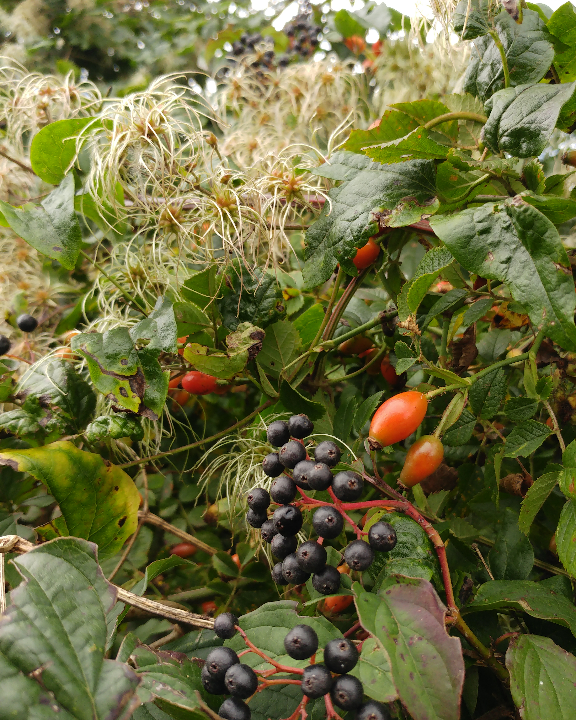 Lots of autumn altogether in one! I think this is Dogwood, Old Man's Beard and Rose Hips #DorsetTeam #wildflowersofinstagram