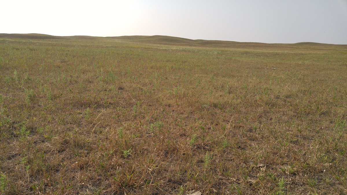 beef_educator's tweet photo. In just 2 years of overgrazing, species composition will usually begin to shift to shorter rooted and shorter growing plants. Additionally, undesirable and noxious weeds and forbs will begin to move in as well. Read more: https://t.co/8xVirvYLW8
#UNLBeefExt
#NebExtBeef https://t.co/7P6vSookYs