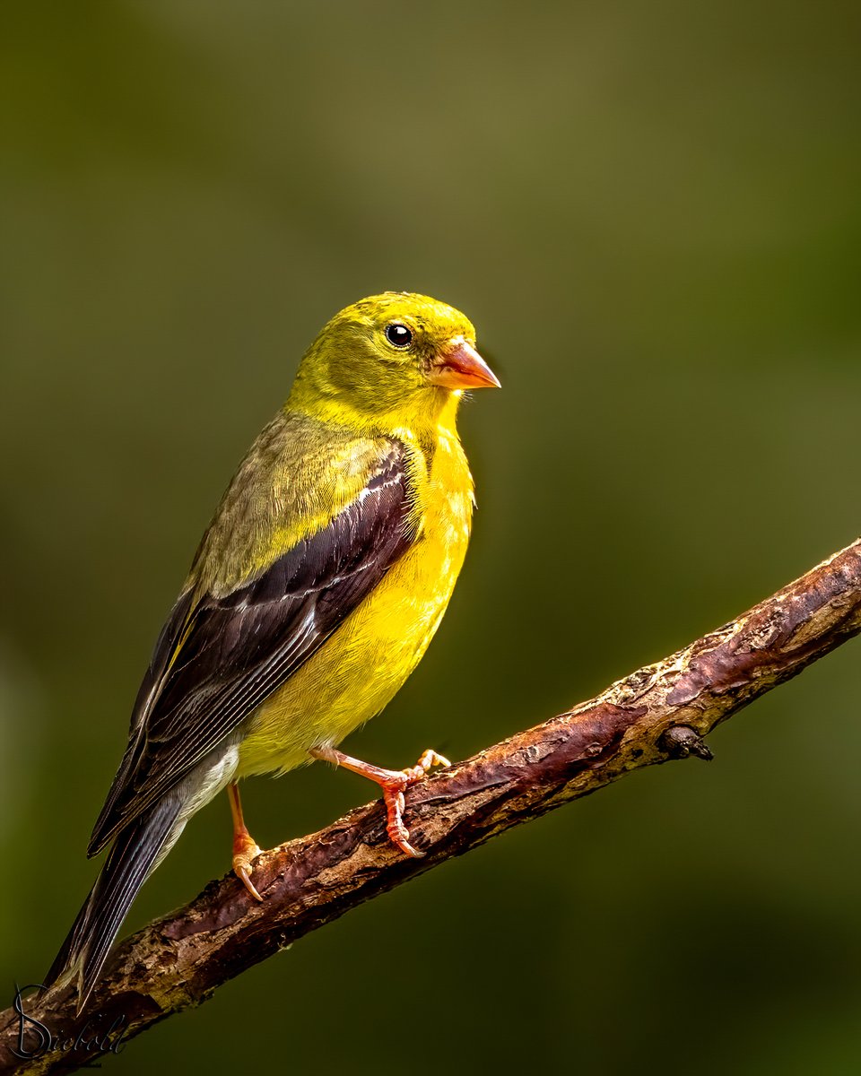 Land Between the Lakes National Recreation Area tweet media