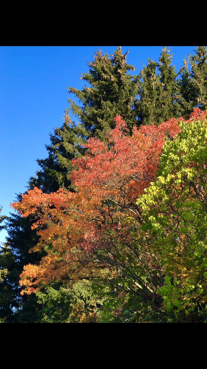 NanRognstad's tweet photo. Autumn🌿🍁🌾🍃☀️ https://t.co/1FyWFxbG4w