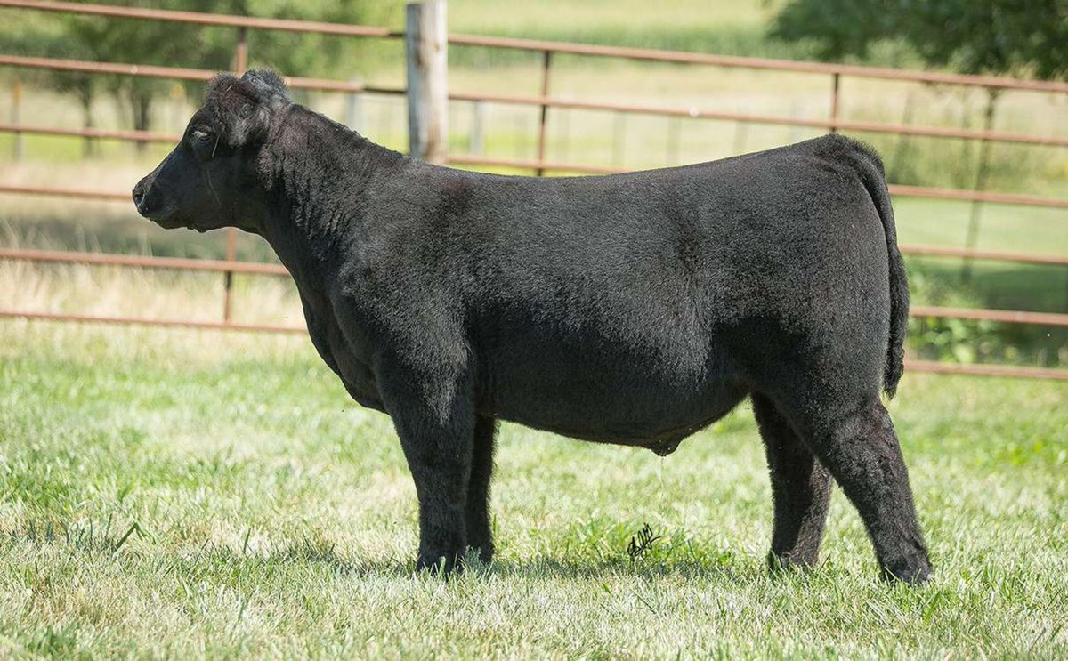 AleckMain's tweet photo. Cattle sell tonight on Show Cattle Connection! A&amp;J Cattle Company https://t.co/6PDLH2X6yL