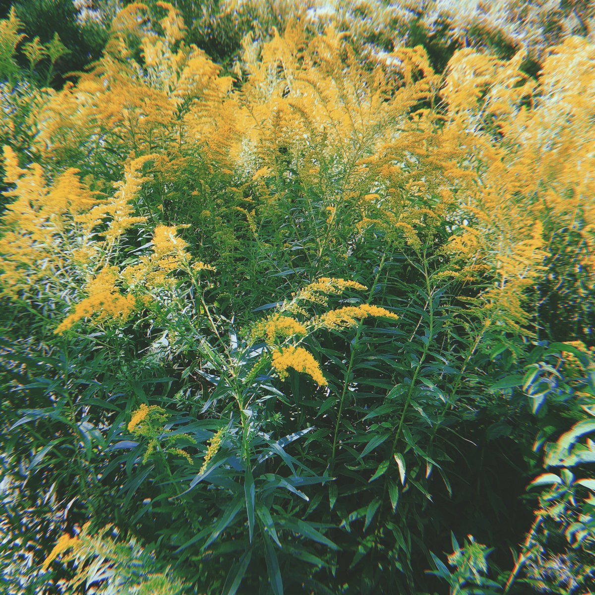 "Genuine forgiveness does not deny anger but faces it head-on." - Alice Miller