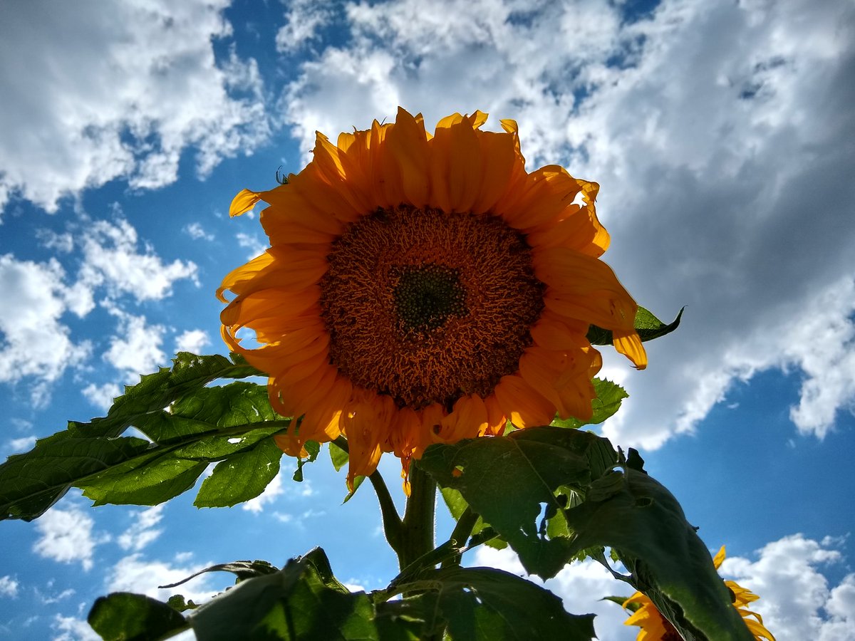 ecotroje's tweet photo. Como ya es costumbre este año los #girasoles vuelven a adornar el #huerto. https://t.co/LYouaQZToZ