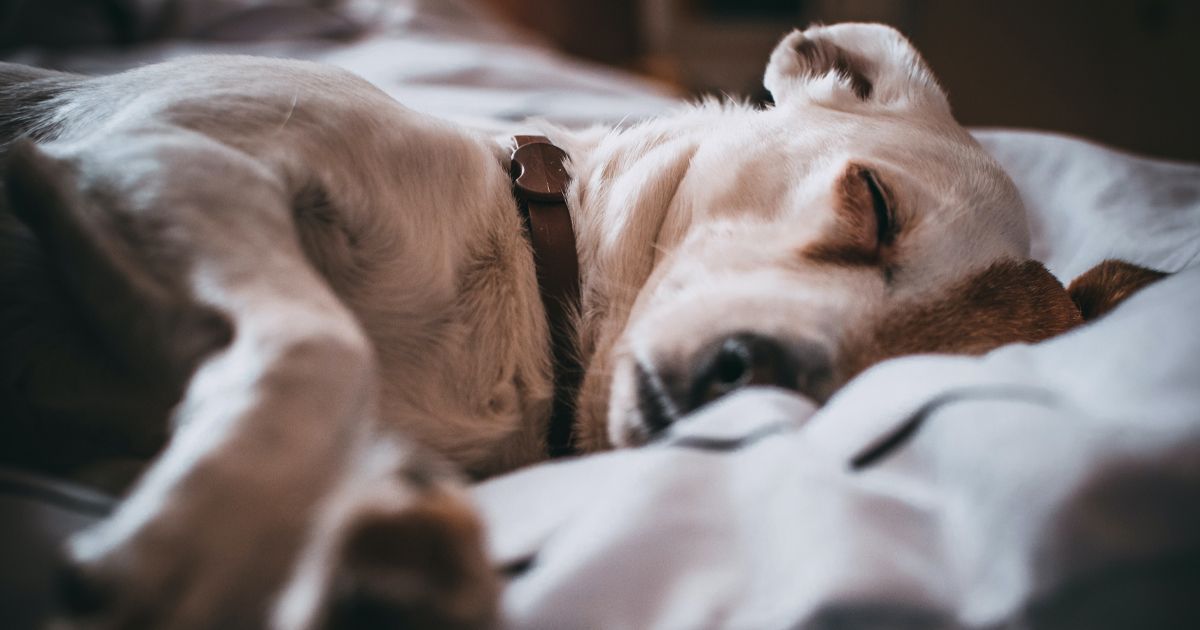 realty828avl's tweet photo. Do you ever get jealous of these epic furry naps? #notfair #dognaps #dogsofinsta #avl #avlpets #asheville #ashevillepets https://t.co/pwoBdfmVXC