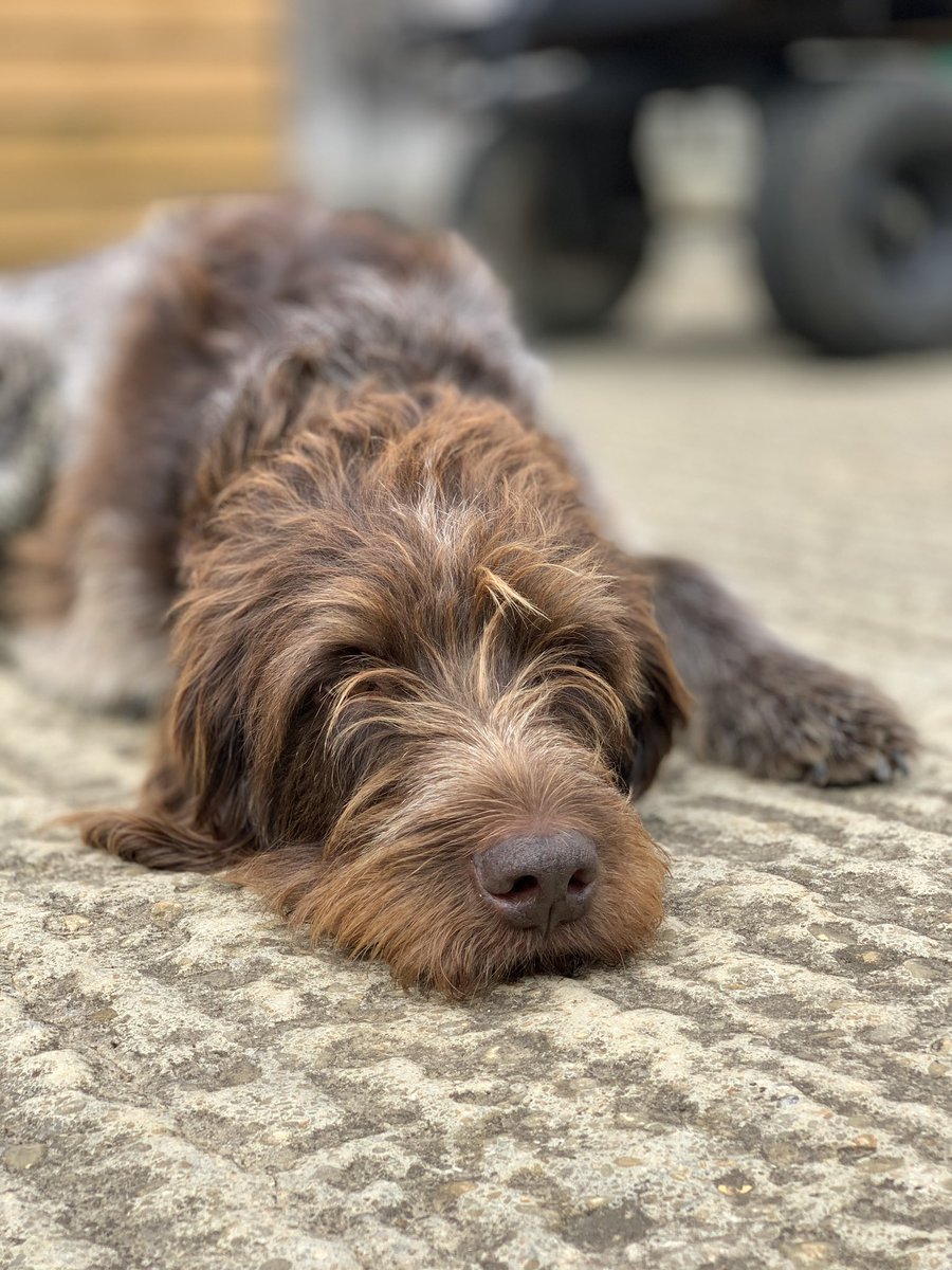 TheTytheBarn1's tweet photo. Our gorgeous Reggie! Always present at the barn and ready for a cuddle...❤️ Not forgetting lovely Pip but not sure where she  was at this point! Probably looking for a snack! 🐾 #barnwedding #tythebarnlaunton #weddingdogs #weddingvenue #dogsatweddings https://t.co/Sip2xJxYLM