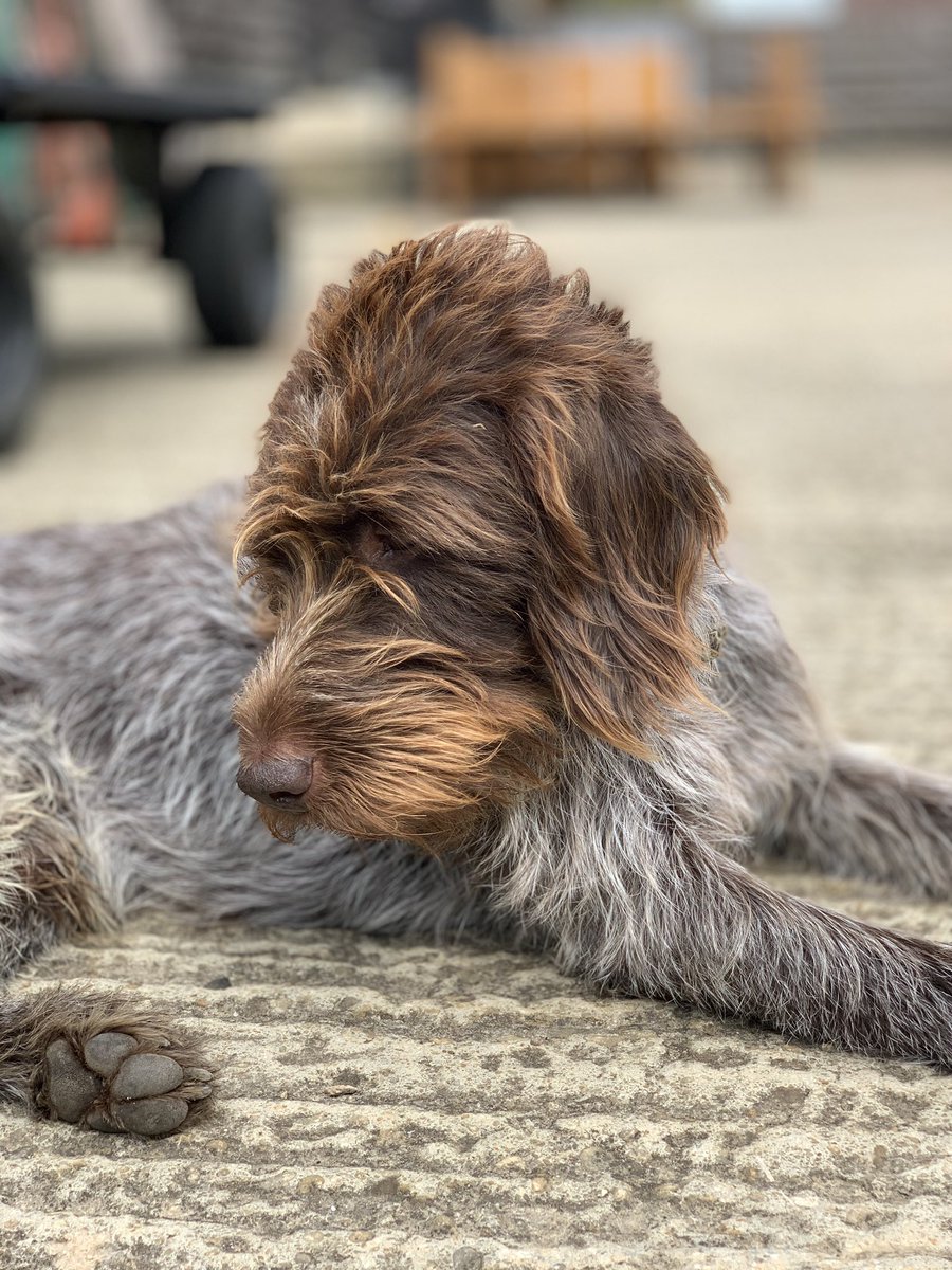 TheTytheBarn1's tweet photo. Our gorgeous Reggie! Always present at the barn and ready for a cuddle...❤️ Not forgetting lovely Pip but not sure where she  was at this point! Probably looking for a snack! 🐾 #barnwedding #tythebarnlaunton #weddingdogs #weddingvenue #dogsatweddings https://t.co/Sip2xJxYLM