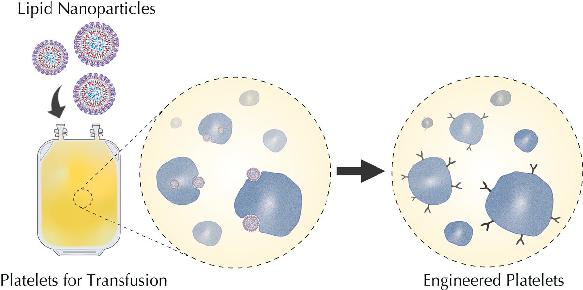 JerryL_NP's tweet photo. (1/5) Interested to learn about creating designer platelets?

Essentially we find:

1. Platelets can be directly engineered to potentially produce different proteins

2. By engineering platelets, platelet transfusions can be made more effective

#CBR_NBS2020 #CBR_TwitterShowcase https://t.co/2ClQrCG7r4