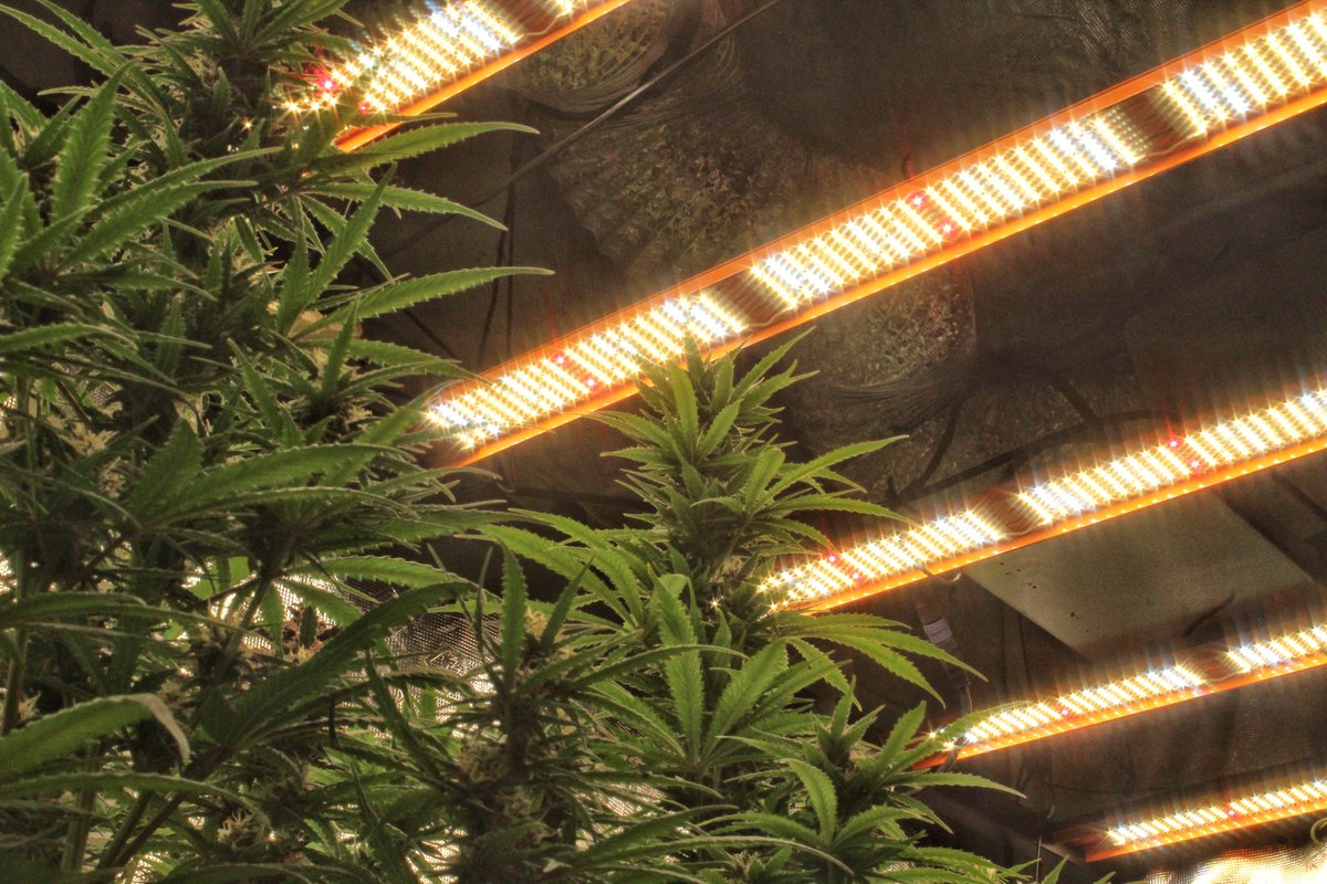 Greenseedtests's tweet photo. Vamos a ver las plantas con mi iluminacion LED de @bioledlighting modelo #Planck_600W esta semana han engordado y cerrado sus cogollos, van genial, preciosad llena de resina en sus tricomas, la temperatura a 24°C y la humedad a unos 45/50 % #Red_Poison_Auto y #Jawbreaker_47_Auto https://t.co/mksxqB5vU7