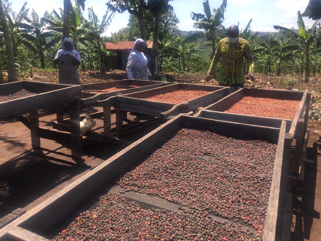 nucafeug's tweet photo. An incredible work done by the Banyatereza Catholic Sisters. We also thank them for changing the lives of the #Poor in their community of work. https://t.co/YceYStVNpP