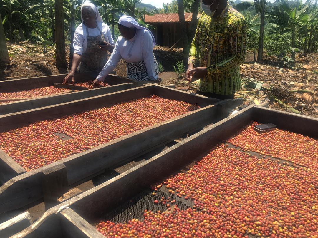 nucafeug's tweet photo. An incredible work done by the Banyatereza Catholic Sisters. We also thank them for changing the lives of the #Poor in their community of work. https://t.co/YceYStVNpP