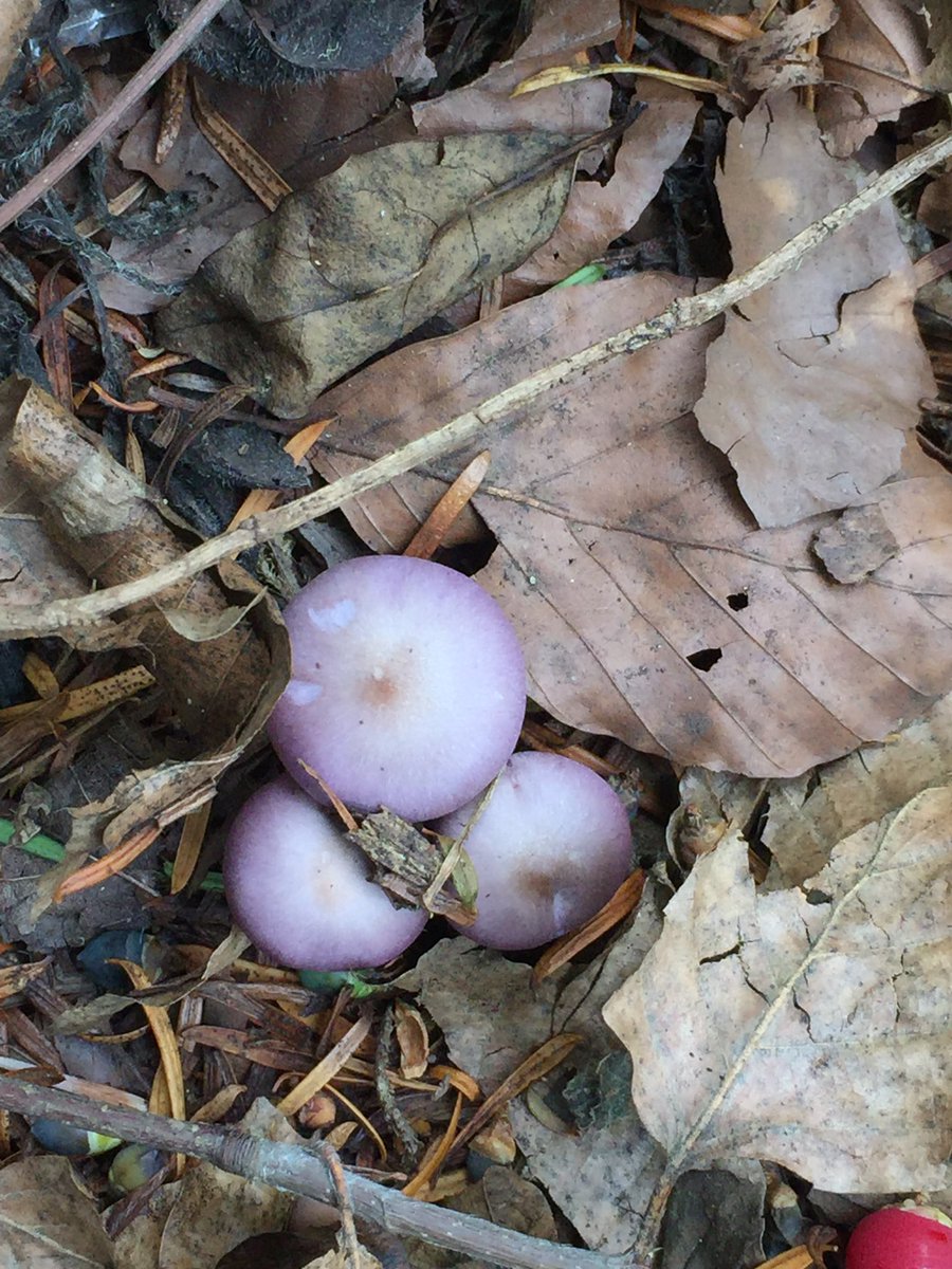 CoramCottage's tweet photo. Some interesting fungi by the wood shed. Initially thought the shiny purple ones were the beautifully named Amethyst Deceiver or perhaps Viscid Violet Cort? Not sure about patterned one. Can anyone help identify? #fungi #Surrey @nature2ublog @SurreyWT https://t.co/vr5c1uLteq
