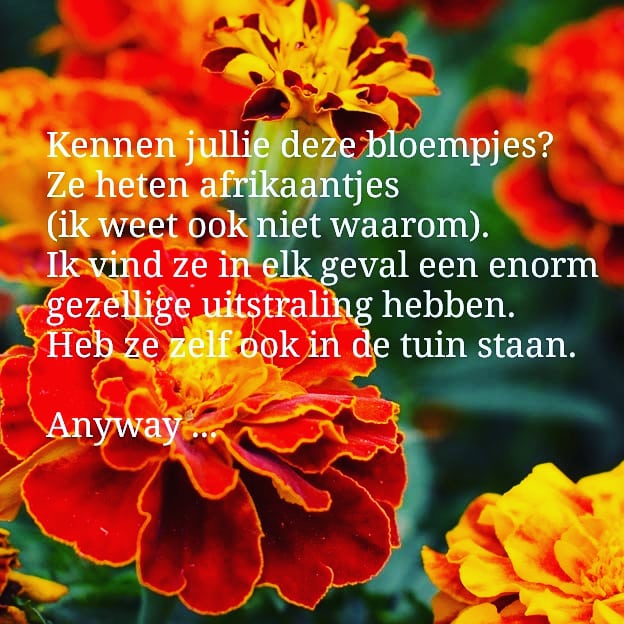 roos_monica's tweet photo. Dit gênante detail over 'Liefde of Luchtkasteel?' ken je nog niet! 🙈

#schrijverstunnelvisie #genantefeitjes #spraakverwarring #bloemen #begentle #ikwilmijnhoofdgraaghouden #kasteelroman #romance https://t.co/P6ZNQIfB9I