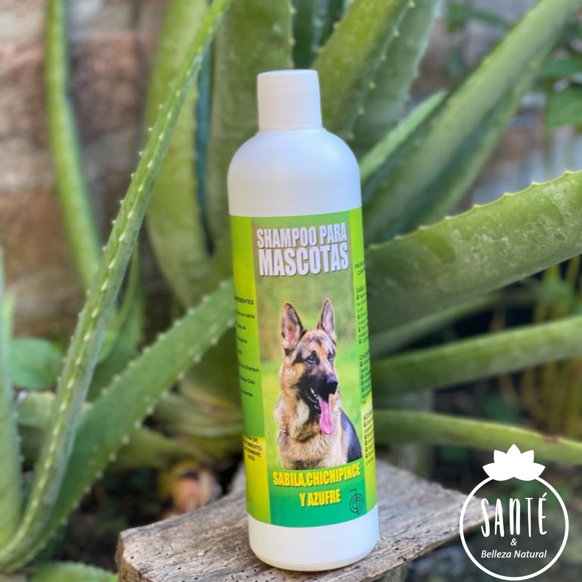 sante_sv's tweet photo. Cuida siempre a tus mascotas con los mejores productos.
Shampoo de Chichipinse con azufre,ayuda al cuido de la piel de tus mascotas.
Precio $6.00
#amordelbueno 💕🐶
#compralolocal https://t.co/JfaoWyAV8F