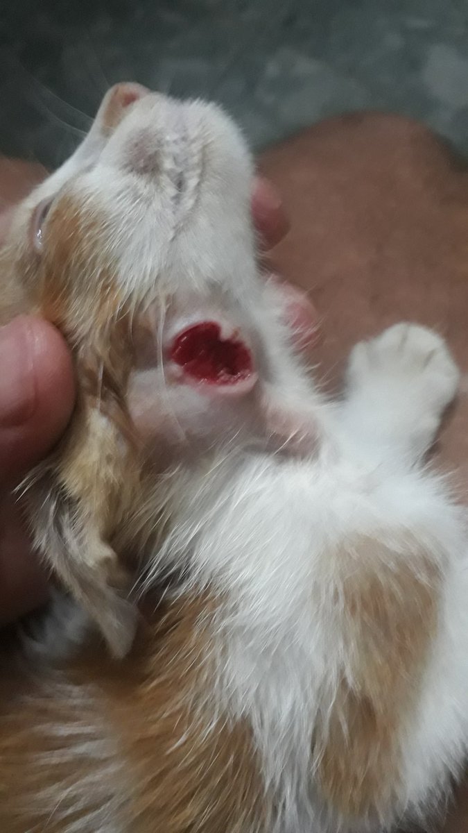 fundacion_gaba's tweet photo. Lanzamos un 🆘️familia gatuna los medicamentos que trajimos se están acabando y necesitamos tu ayuda🙏 puedes hacer cualquier aporte💰por medio de nequi de Bancolombia o Daviplata al📱3228256011  o Banco Caja Social cuenta ahorros # 24069906608 @andreanimalidad @FUNDACIONGE_01 https://t.co/0zC1ledSHx
