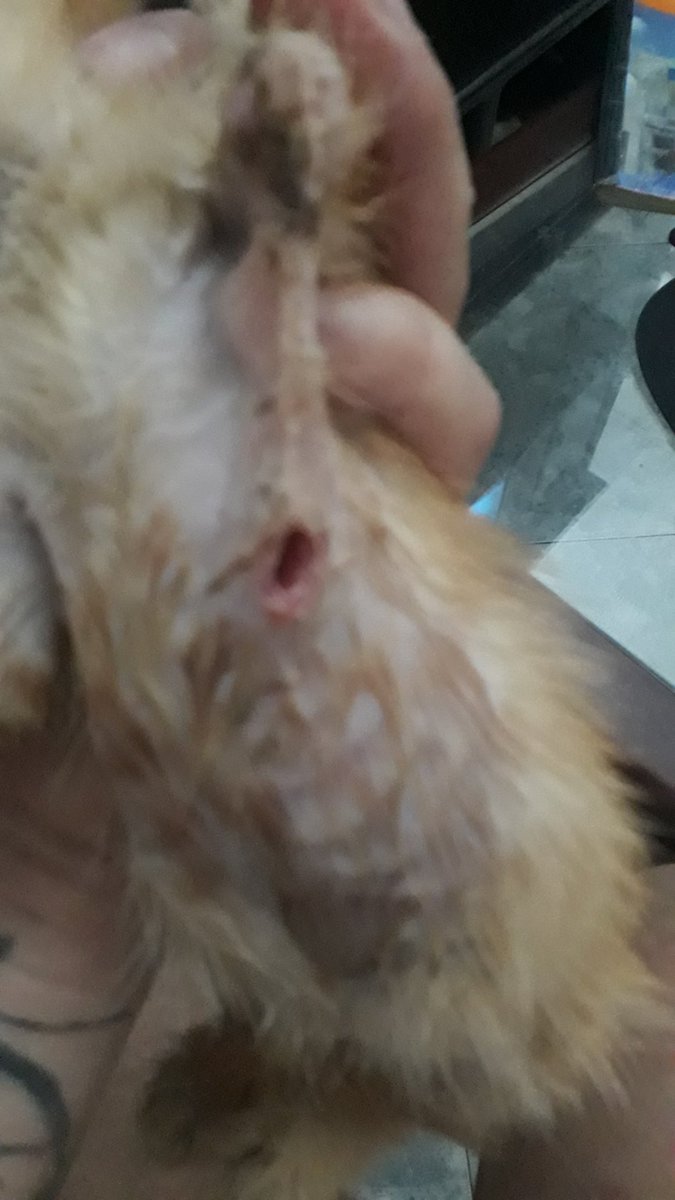 fundacion_gaba's tweet photo. Lanzamos un 🆘️familia gatuna los medicamentos que trajimos se están acabando y necesitamos tu ayuda🙏 puedes hacer cualquier aporte💰por medio de nequi de Bancolombia o Daviplata al📱3228256011  o Banco Caja Social cuenta ahorros # 24069906608 @andreanimalidad @FUNDACIONGE_01 https://t.co/0zC1ledSHx