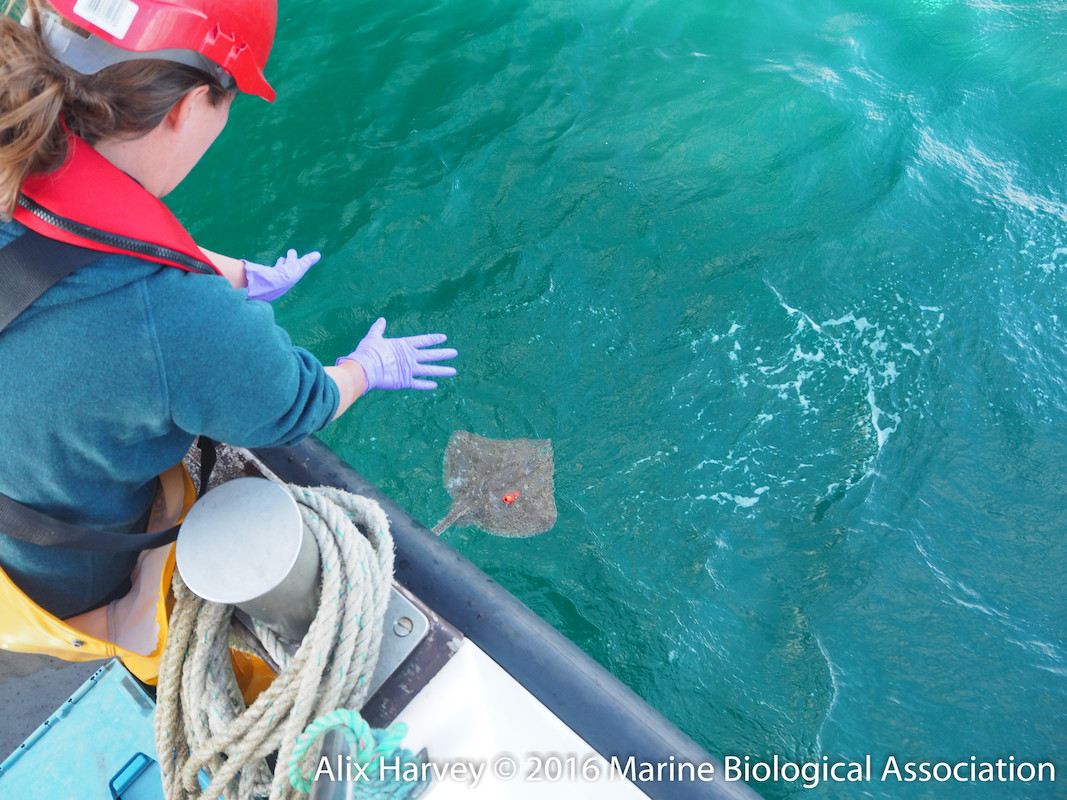 MBAEcology's tweet photo. Yesterday a colleague referred to manta rays as 'meat kites' and now it's hard to think of any flat-bodied elasmobranch as anything else. What species do you work with? Wrong answers only. #Overheardinthelab #skates #rays #elasmobranch #meatkites #sharks #renaminganimals https://t.co/tLGSVIgpFX