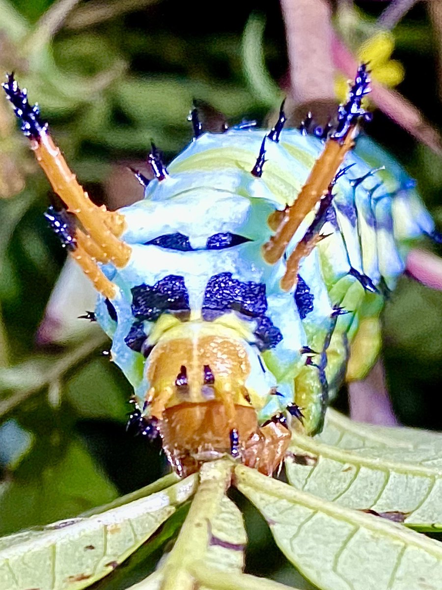 Ran across a regal moth caterpillar Sunday night on Foothills Parkway <a href="/GSMN/">gina nelson</a>.