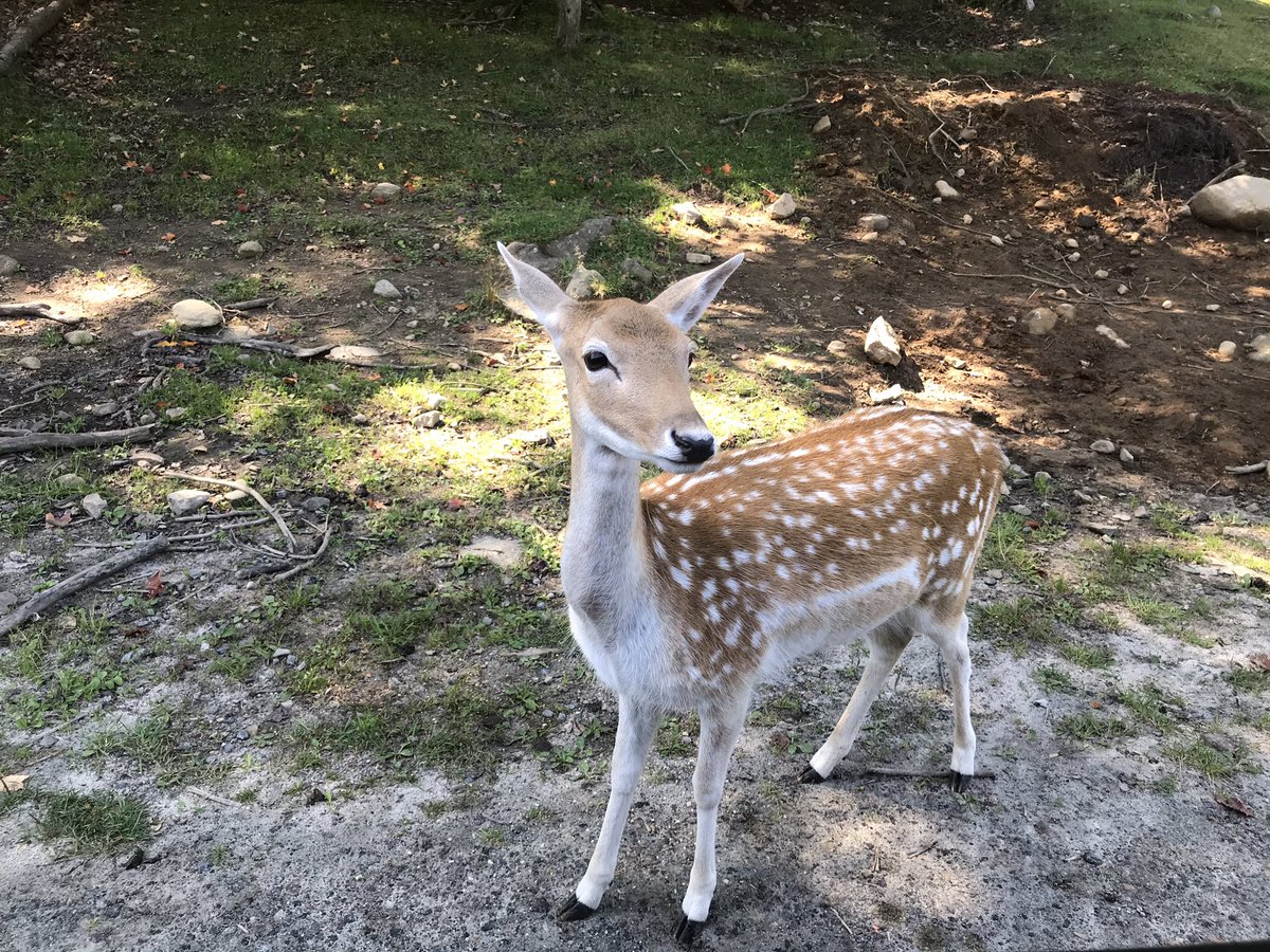 EvyCoul's tweet image. There is nothing driving home the point that you are back in 🇨🇦 more than seeing majestic Canadian animals like reindeer, elk, caribou, bears, arctic wolves, alpine ibex, bisons, a few steps away and almost in the wild! #ParcOmega