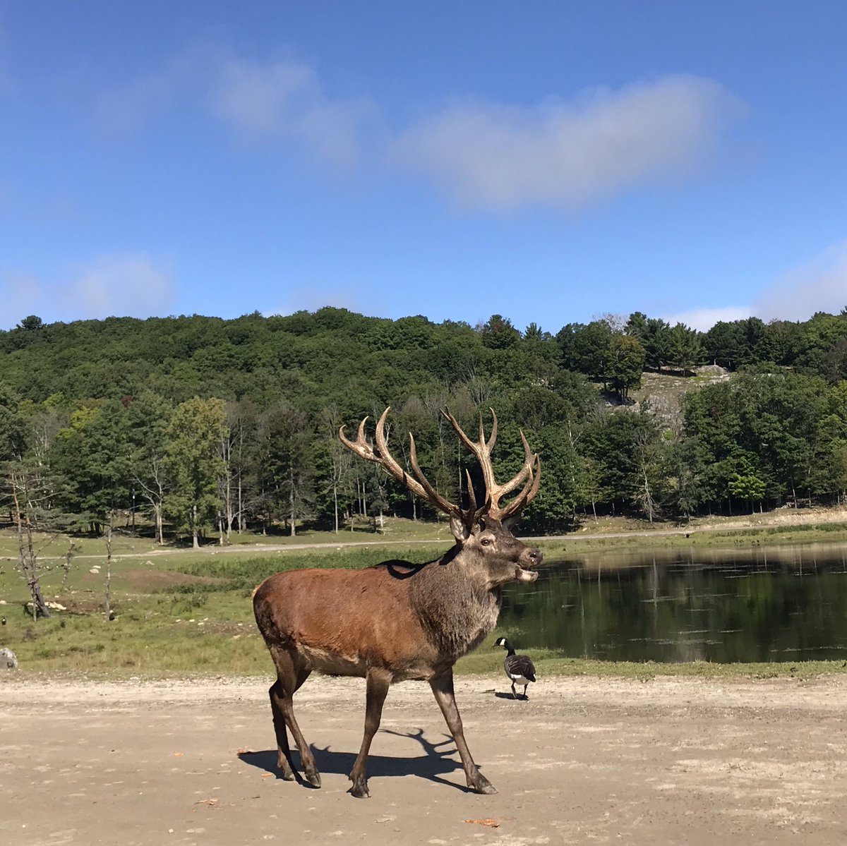 EvyCoul's tweet image. There is nothing driving home the point that you are back in 🇨🇦 more than seeing majestic Canadian animals like reindeer, elk, caribou, bears, arctic wolves, alpine ibex, bisons, a few steps away and almost in the wild! #ParcOmega