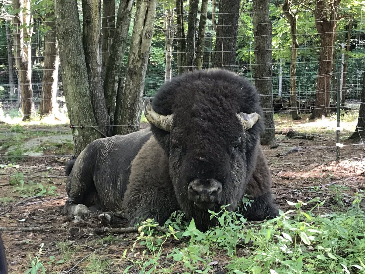 EvyCoul's tweet image. There is nothing driving home the point that you are back in 🇨🇦 more than seeing majestic Canadian animals like reindeer, elk, caribou, bears, arctic wolves, alpine ibex, bisons, a few steps away and almost in the wild! #ParcOmega