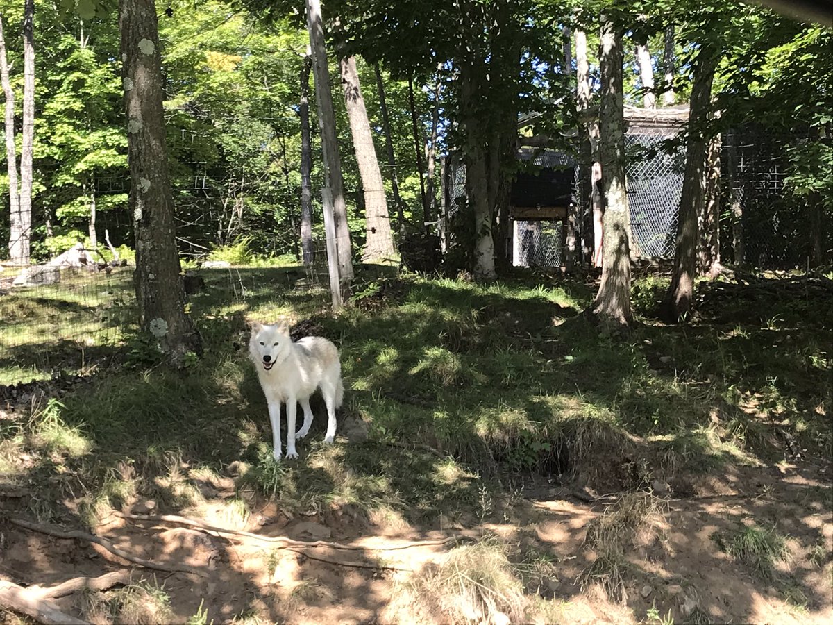 EvyCoul's tweet image. There is nothing driving home the point that you are back in 🇨🇦 more than seeing majestic Canadian animals like reindeer, elk, caribou, bears, arctic wolves, alpine ibex, bisons, a few steps away and almost in the wild! #ParcOmega