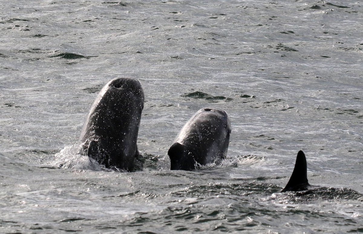 🍂Autumn is a great time to see Risso #Dolphins in #Wales and they are often spotted from #PointLynas and #BardseyIsland! Here are some impressive shots recently captured by a fellow #SeaWatcher. We would love to hear of your sightings...
seawatchfoundation.org.uk/sightingsform/