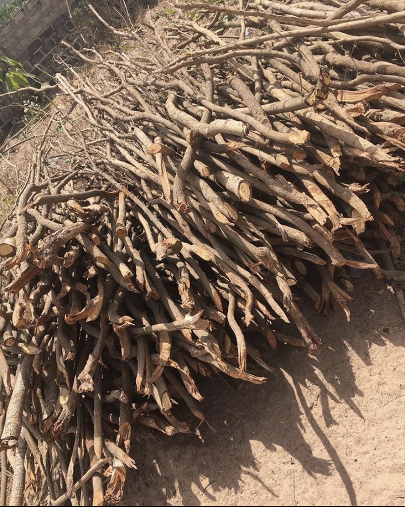 ChernoNgum1's tweet photo. Sometimes we use to go to the busy and fine some firewood.. and sell it so that we can have something to eat at home...😭😭🙏🙏 We are here need of help with my siblings😭 https://t.co/qpawzquzQA