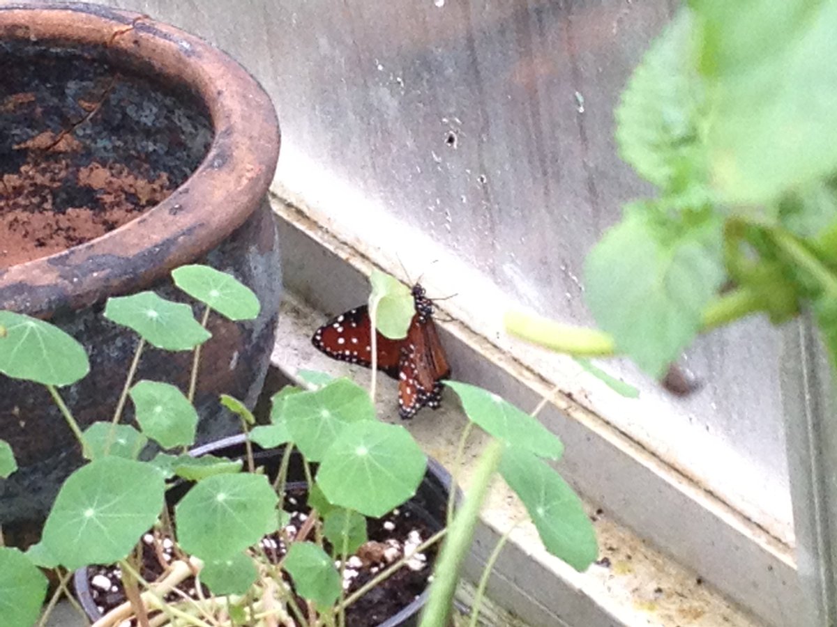 ILoveImaSheli's tweet photo. The #monarchbutterfly is the state butterfly of #NewYork. (Fort Myers 2012) #Florida #butterflyestates https://t.co/7Jk7QbAw5e