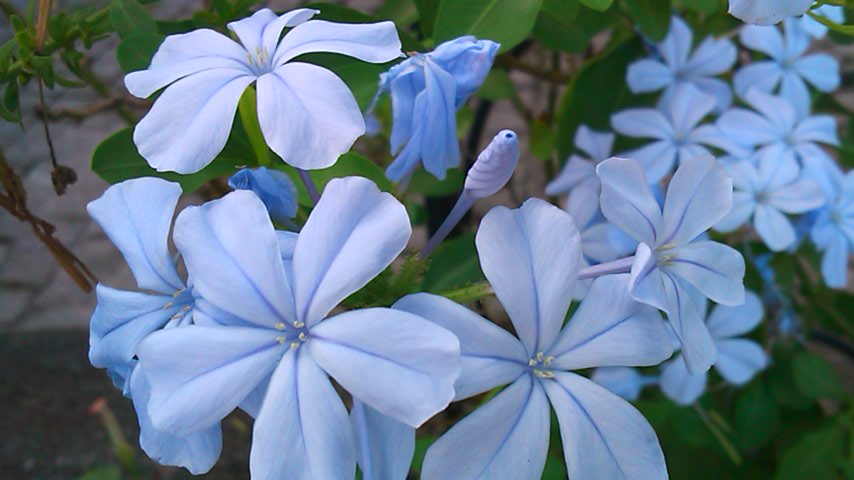 プルンバーゴ Twitter Search Twitter