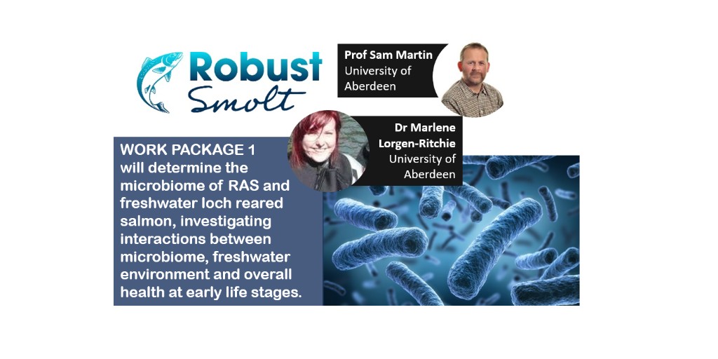 .<a href="/RobustSmolt/">RobustSmolt</a> is...

RESEARCH PACKAGE 1: Led by Sam Martin <a href="/aberdeenuni/">University of Aberdeen</a> working with #ECR @madgielorgen, studying the connection between #microbiome in #recirculating #aquaculture #systems &amp; overall #salmon #health at early life stages. 🔬🐟

More info 👉 bit.ly/32XgvU1