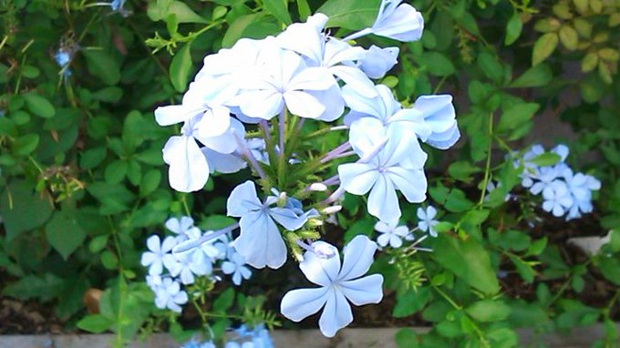 プルンバーゴのtwitterイラスト検索結果