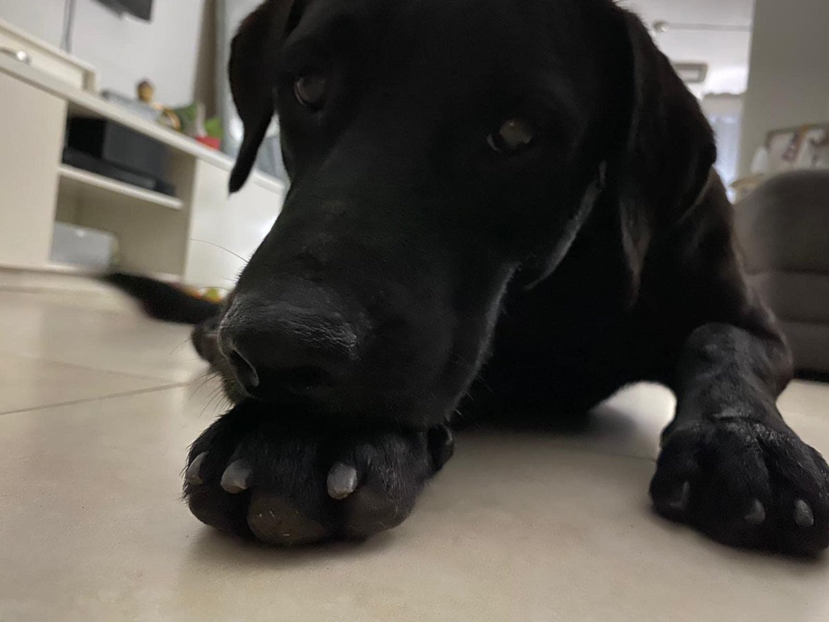 Este amigo lleva extrañando y llorando todos los días desde la #TormentaLaura. Está perdido, y no sabemos si es del área o sólo llegó a la Urbanización San Gerardo en Cupey. Si alguien sabe que está buscándole, por favor comuníquese con @RosalysMarie @adaperez 💔