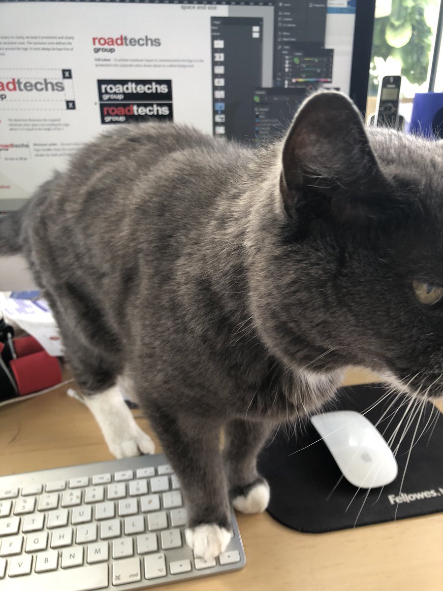 It seems I have a new employee 🐱 🤣🤣