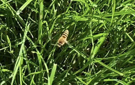 Gem1207's tweet photo. @britishbee hi, could you identify these bees that are hovering on our lawn? There’s hundreds of them! They stay close to ground but I thought ground bees were only around in spring? We have a baby &amp; pets so any advice on how to move them on would be greatly appreciated! https://t.co/dcetGeE1hX