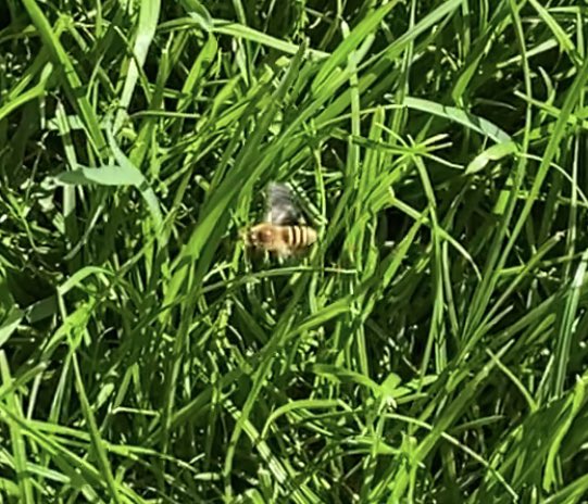 Gem1207's tweet photo. @britishbee hi, could you identify these bees that are hovering on our lawn? There’s hundreds of them! They stay close to ground but I thought ground bees were only around in spring? We have a baby &amp; pets so any advice on how to move them on would be greatly appreciated! https://t.co/dcetGeE1hX