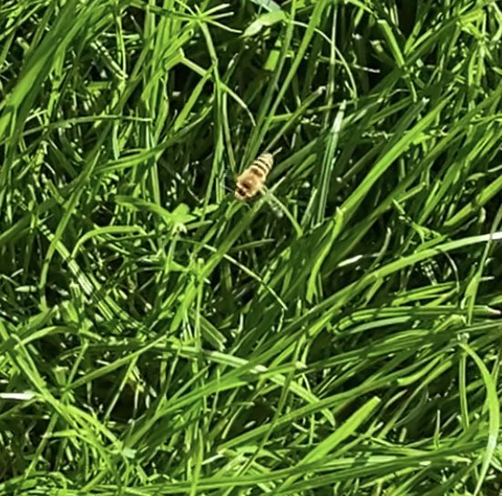 Gem1207's tweet photo. @britishbee hi, could you identify these bees that are hovering on our lawn? There’s hundreds of them! They stay close to ground but I thought ground bees were only around in spring? We have a baby &amp; pets so any advice on how to move them on would be greatly appreciated! https://t.co/dcetGeE1hX